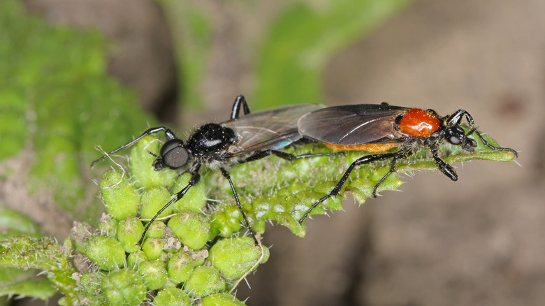 A lovebug sitting on a plant in close-up