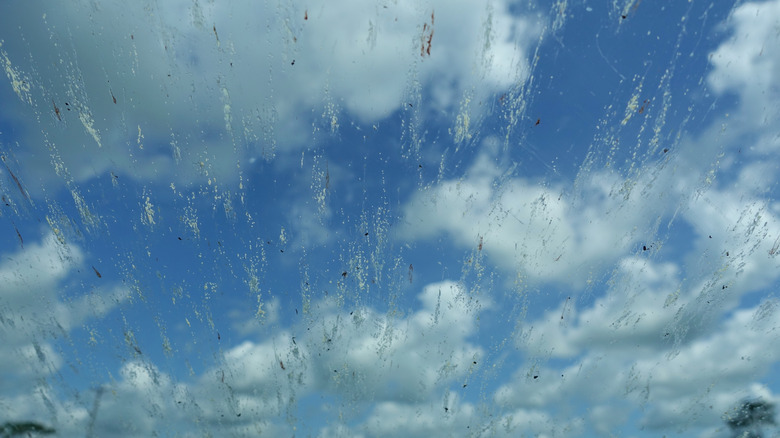 A car windshield covered in smashed lovebugs