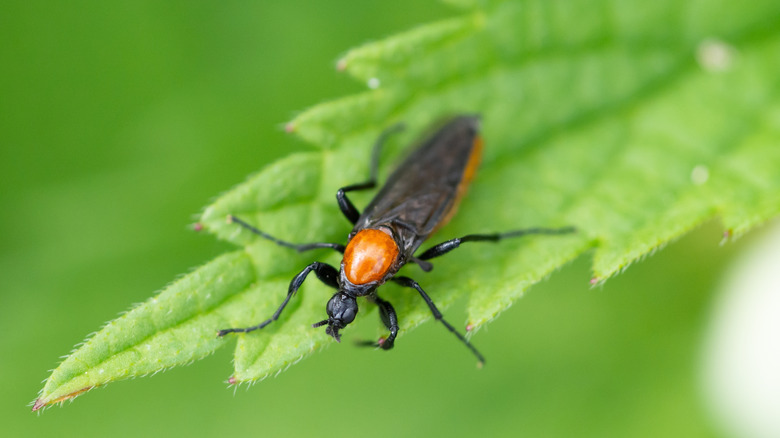 A lovebug in close-up sitting on a leaf