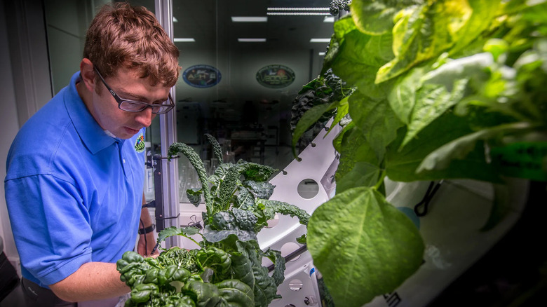 A scientists in a blue shirt and glasses analyzes various leafy green plants in a lab