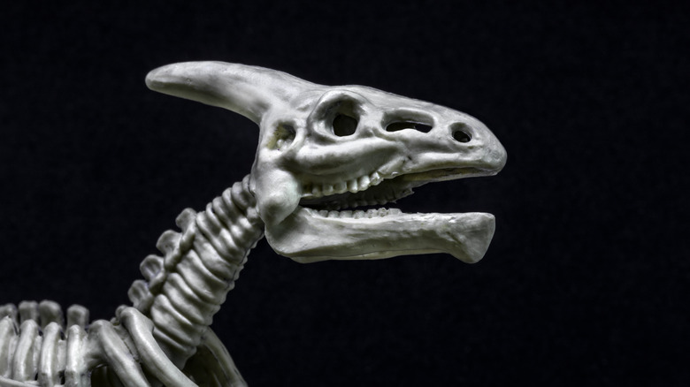 A 3D model of a Saurolophus dinosaur skull on a black background