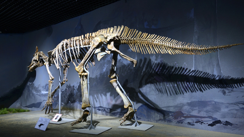 A Saurolophus skeleton is on display at the exposition of the Natural History Museum in Ulaanbaatar, Mongolia