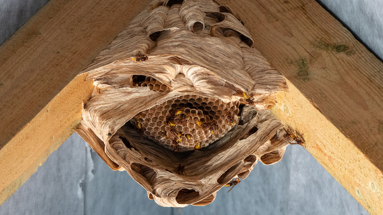 Northern giant hornet nest under a wooden roof