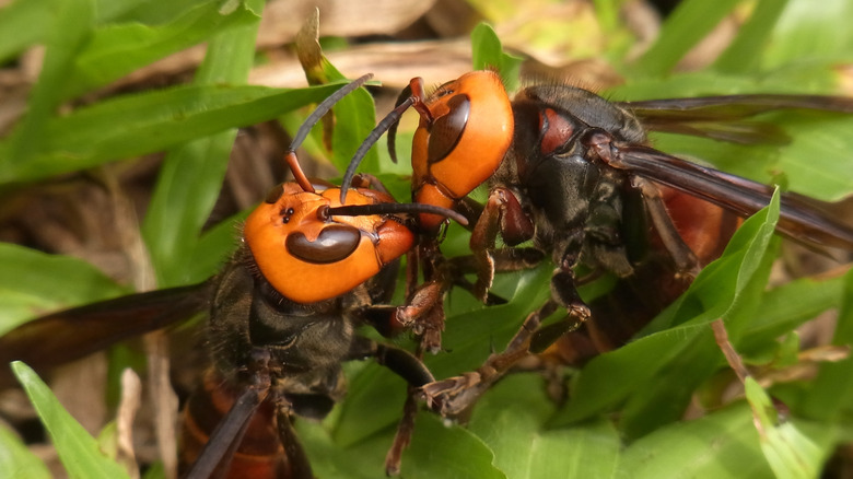 Closeup of two northern giant hornets fighting