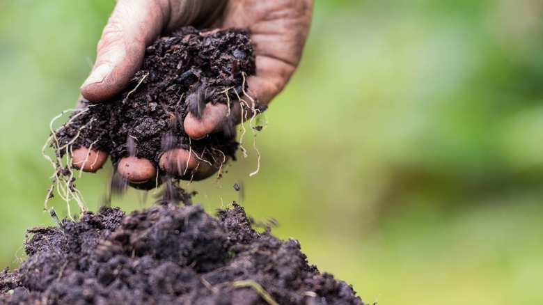 Hand feeling soil with roots