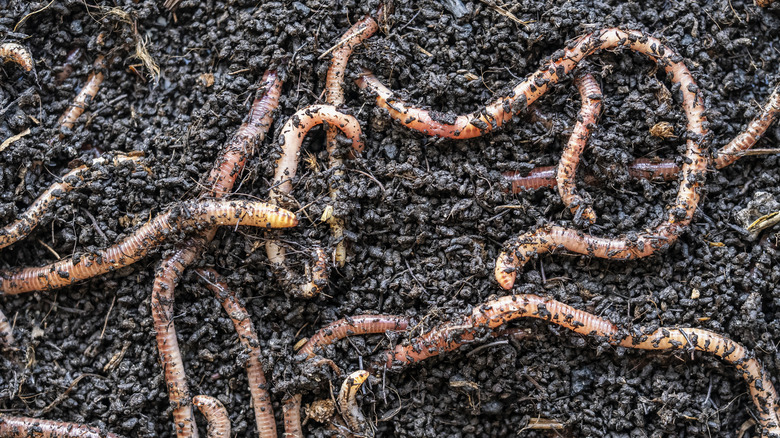 Earthworms collecting on soil