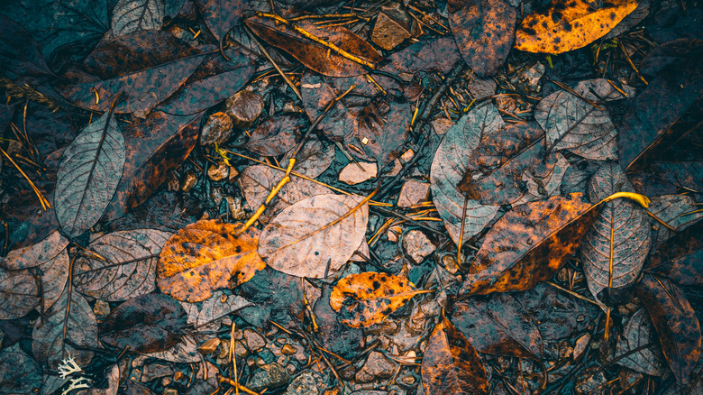 Dead and wet leaves on the ground