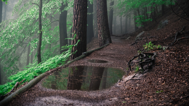 Puddle on dirt path between trees