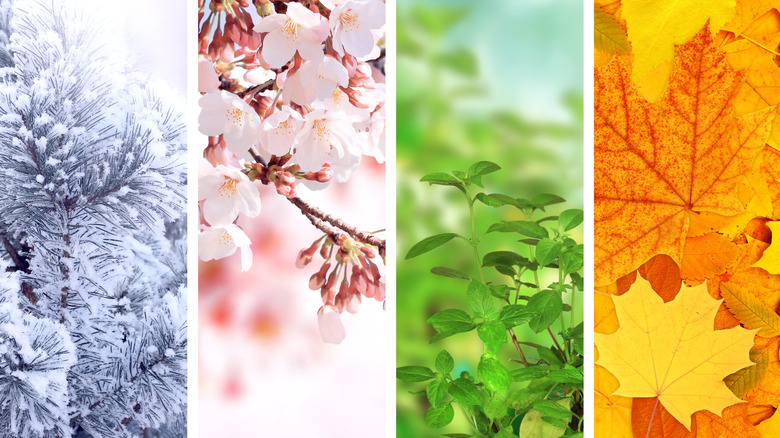 Seasons represented in column photos from left to right: winter, spring, summer, and fall