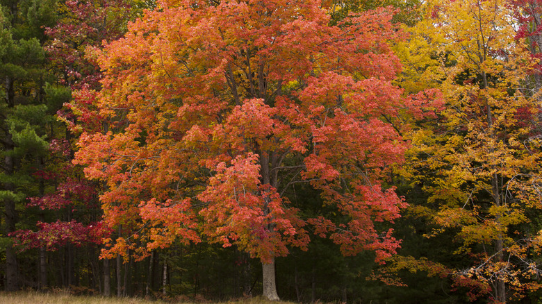 Red maple tree in sparse forest