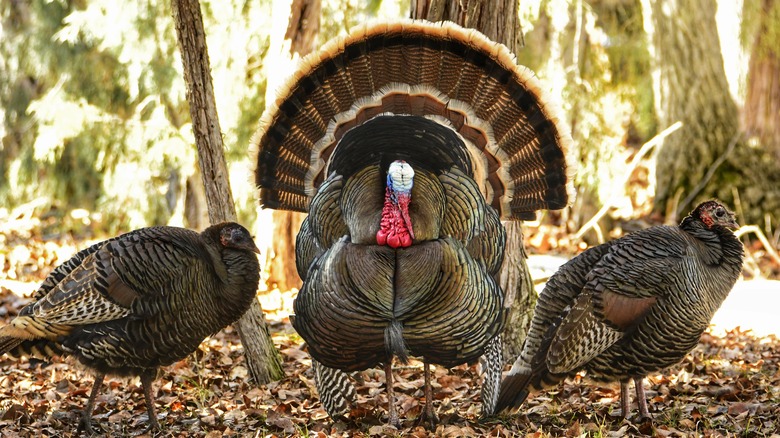 Adult tom turkey with a pair of hens