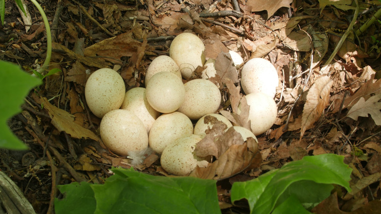 Nest of wild turkey eggs