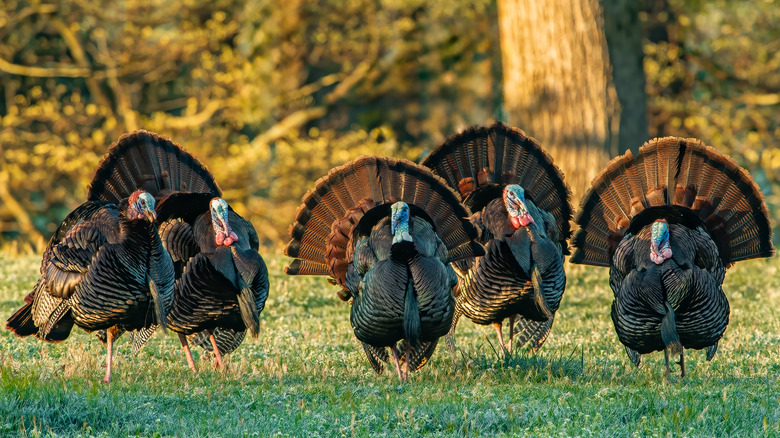 Small group of strutting adult male wild turkeys