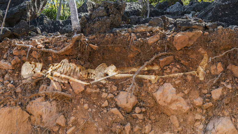 Skeleton buried in the ground