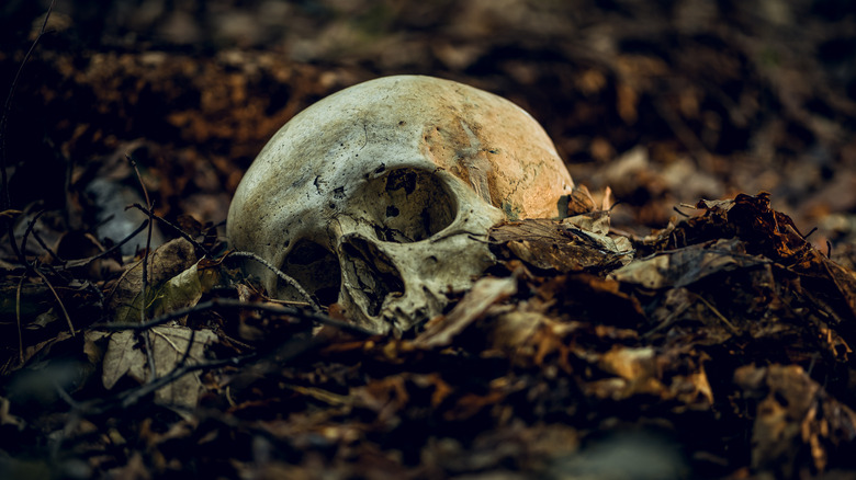 Skull half buried in leaves