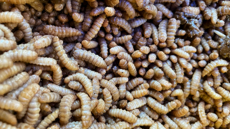 A mass of maggots