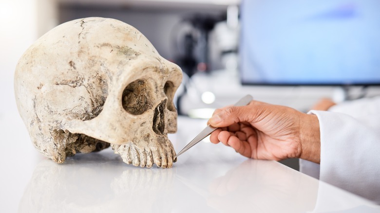 Skull and scientist's hand