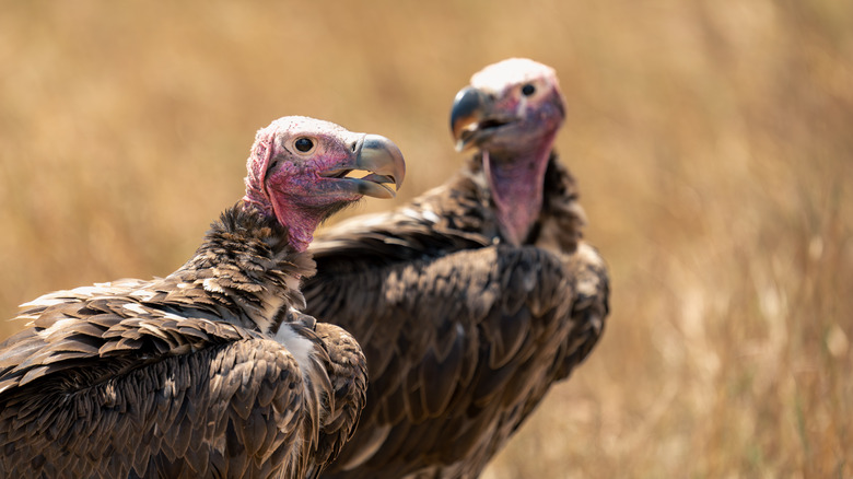 Two vultures on the ground