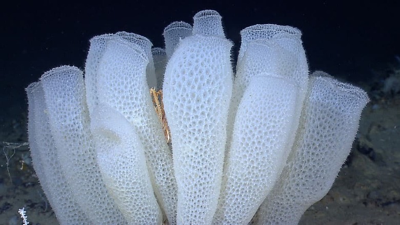 colony of white glass sponges underwater