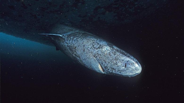 Greenland shark swimming towards camera