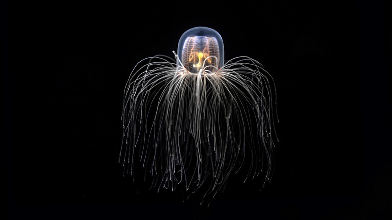 Turritopsis dohrnii (immortal jellyfish) lit black background