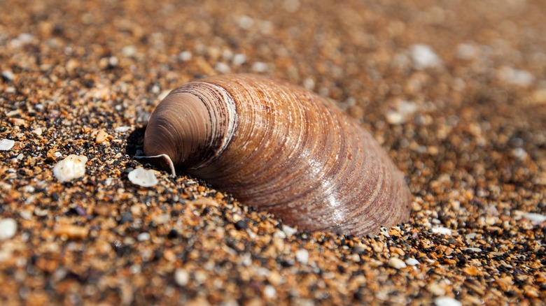 ocean quahog clam shell in sand