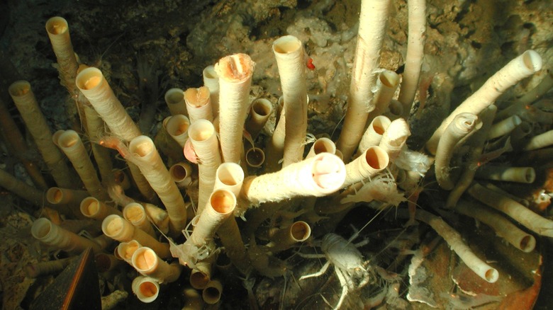 colony of tube worms underwater