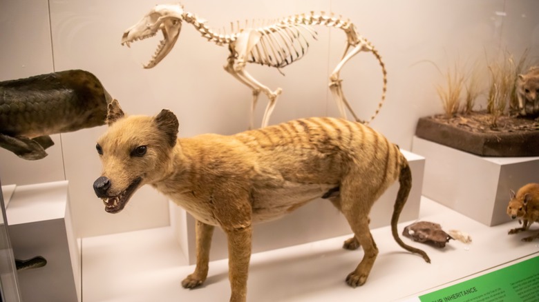 A model of a thylacine, or Tasmanian tiger, stands in a museum display case