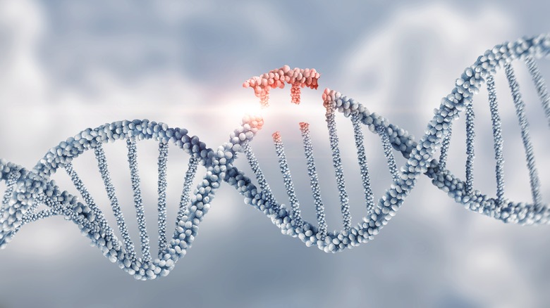 A greay DNA strand is shown with a section highlighted in red and slightly removed from the main strand