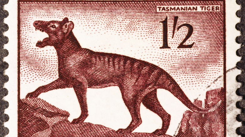 A thylacine, or Tasmanian tiger, is shown on an Australian postage stamp