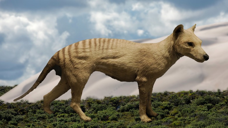 A 3D render of a Tasmanian tiger, or thylacine, stands on green land against a cloudy sky