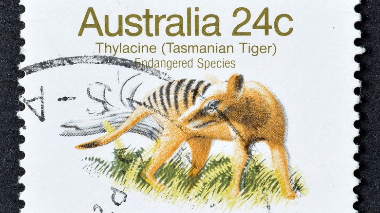 An Australian postage stamp shows a drawing of a thylacine, or Tasmanian tiger