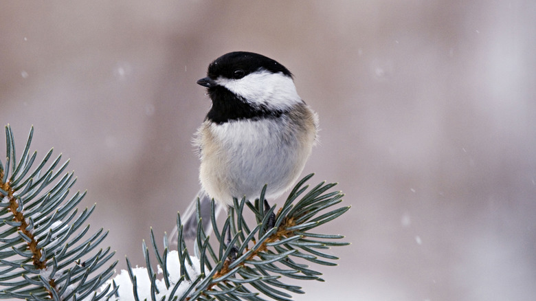 Chickadee sitting on a pine branch