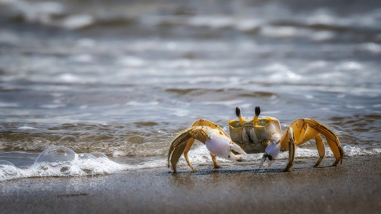 Yellow crab walking on sand near water