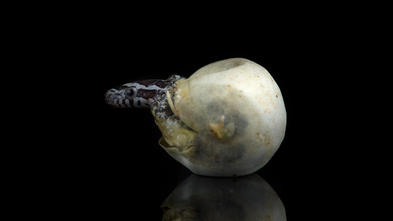 A corn snake hatches from an egg in captivity reflected on a black background