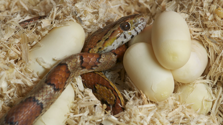 Am orange and brown snake lays among her eggs in sawdust