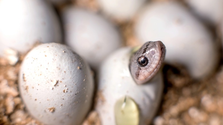 An Eastern hognose snake head protrudes from an egg as it hatches