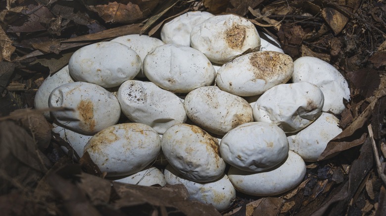 King cobra eggs lay among a pile of leaves in the natural forests of southern Thailand