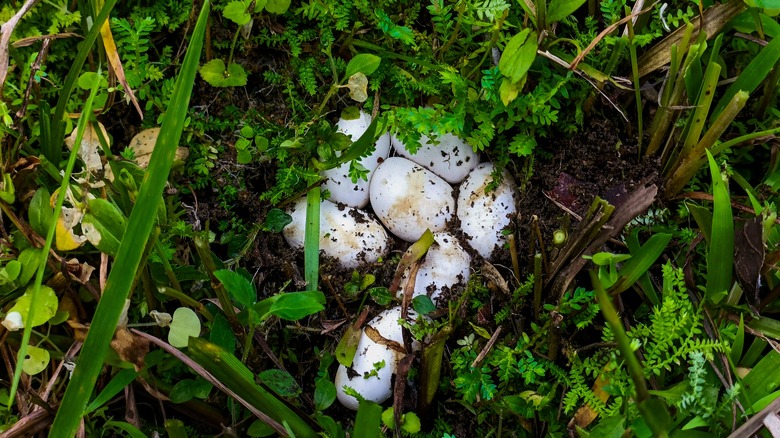 A clutch of snake eggs sit in grass and dirt