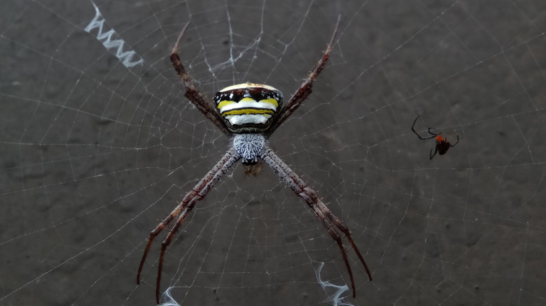 Black spider with yellow and white markings