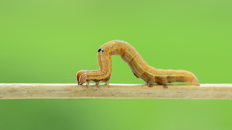 Brown inchworm moving on stick