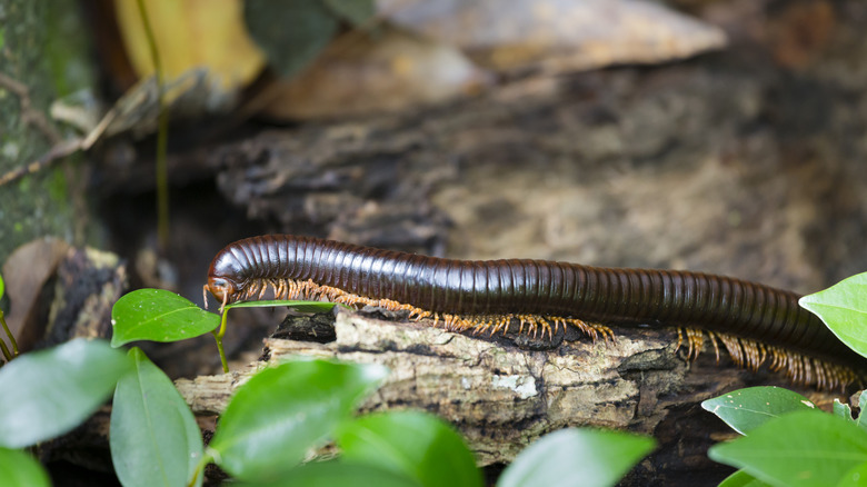 Big millipede crawling on log