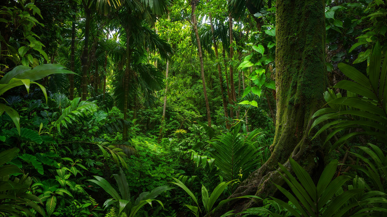 Trees and green plants in rainforest