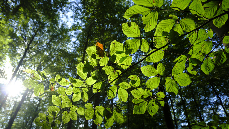 Sunlight filtering through leaves of a tree