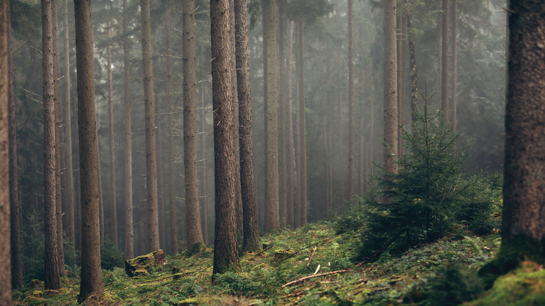 Trees stannding in a misty forest