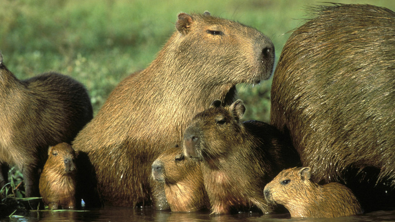 Family of capybaras sitting in water