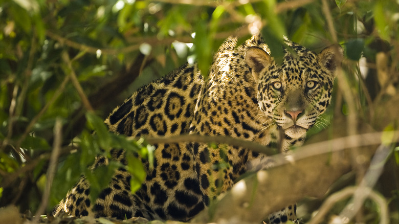 Jaguar peering through forest foliage