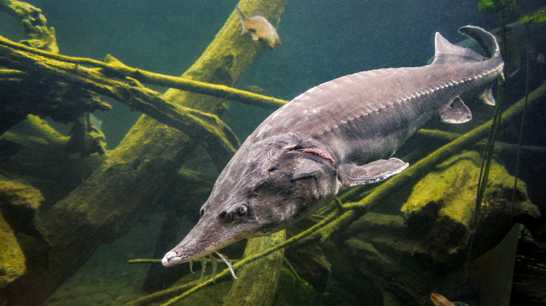 Sturgeon