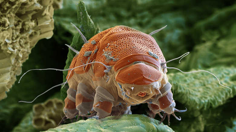 A tardigrade is shown in microscopic detail