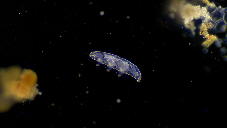 A tardigrade is shown under high magnification